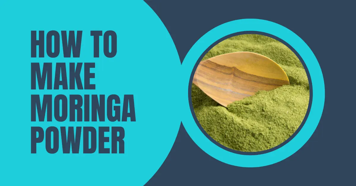 How to make moringa powder